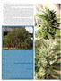 Page: - 53 | High Times