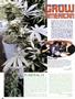 Page: - 78 | High Times