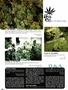 Page: - 82 | High Times