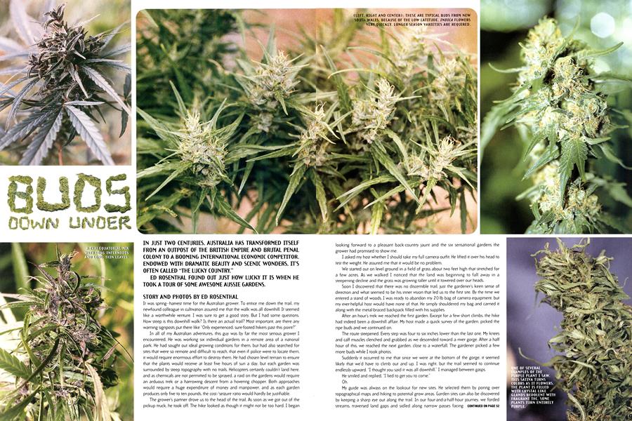 BUDS DOWN UNDER
