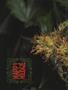 Page: - 50 | High Times