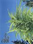 Page: - 46 | High Times