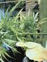 Page: - 47 | High Times