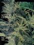 Page: - 75 | High Times