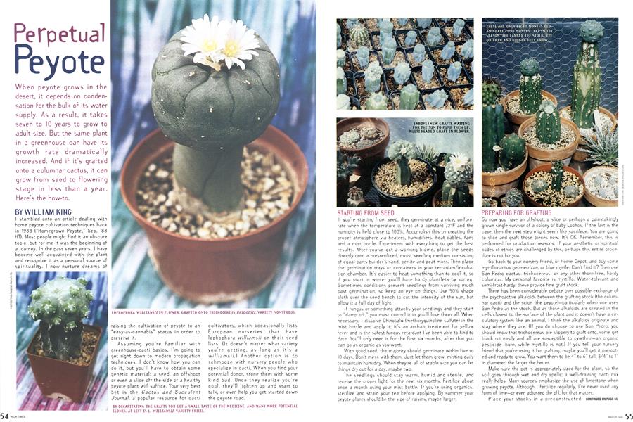 Perpetual Peyote