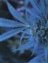 Page: - 50 | High Times