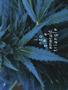 Page: - 51 | High Times