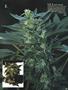 Page: - 79 | High Times