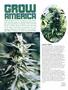 Page: - 78 | High Times