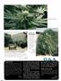 Page: - 82 | High Times