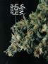 Page: - 50 | High Times