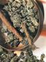 Page: - 51 | High Times