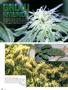 Page: - 76 | High Times