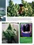 Page: - 77 | High Times