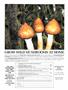 Page: - 87 | High Times