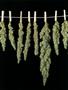 Page: - 50 | High Times