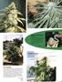 Page: - 77 | High Times