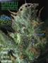 Page: - 93 | High Times
