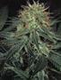 Page: - 94 | High Times