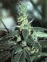 Page: - 96 | High Times