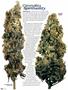 Page: - 50 | High Times