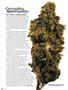Page: - 52 | High Times