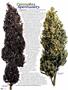 Page: - 56 | High Times