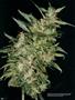 Page: - 60 | High Times