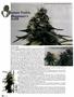Page: - 96 | High Times