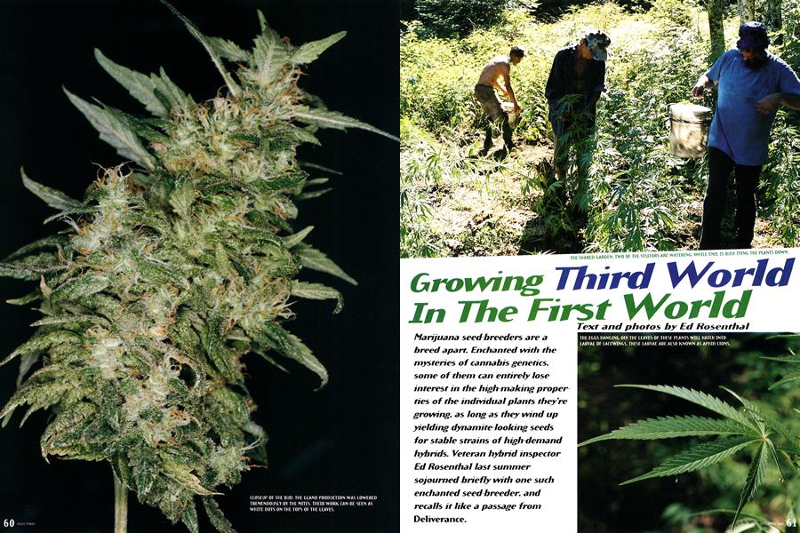 Growing Thired World In The First World