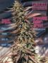 Page: - 91 | High Times