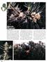 Page: - 96 | High Times