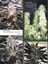 Page: - 77 | High Times
