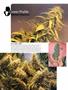 Page: - 80 | High Times