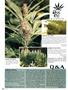 Page: - 82 | High Times