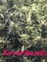 Page: - 50 | High Times