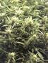 Page: - 51 | High Times