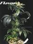Page: - 53 | High Times
