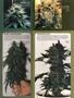 Page: - 77 | High Times