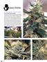 Page: - 80 | High Times