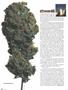 Page: - 46 | High Times