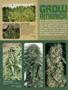 Page: - 84 | High Times