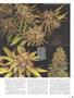 Page: - 87 | High Times