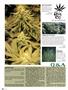 Page: - 90 | High Times