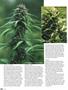 Page: - 60 | High Times