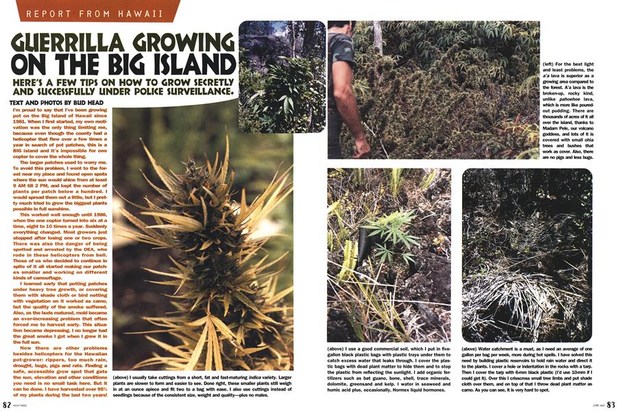 GUERRILLA GROWING ON THE BIG ISLAND