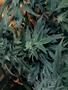 Page: - 55 | High Times