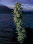 Page: - 56 | High Times
