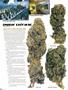Page: - 64 | High Times