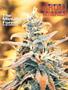 Page: - 79 | High Times